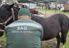 SAG actualiza normativa sobre trazabilidad de equinos, mulares y asnales SAG actualiza normativa sobre trazabilidad de equinos, mulares y asnales