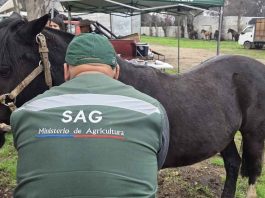 SAG actualiza normativa sobre trazabilidad de equinos, mulares y asnales SAG actualiza normativa sobre trazabilidad de equinos, mulares y asnales