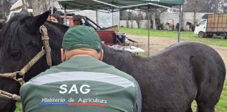 SAG actualiza normativa sobre trazabilidad de equinos, mulares y asnales