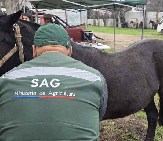 SAG actualiza normativa sobre trazabilidad de equinos, mulares y asnales