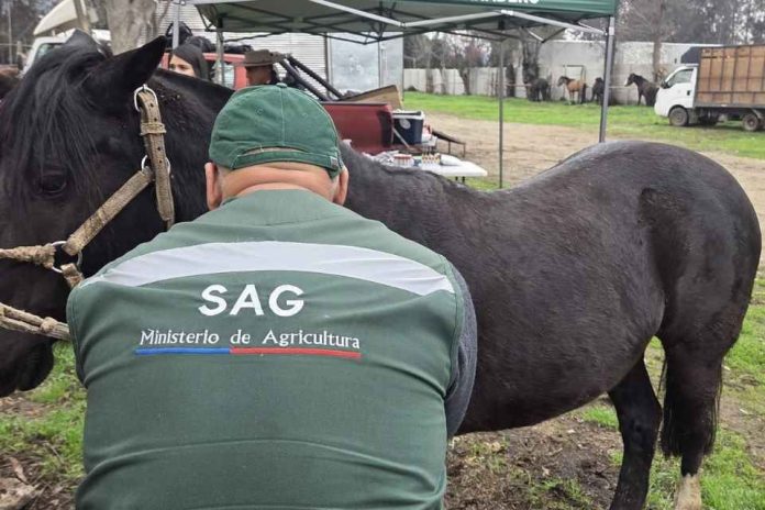 SAG actualiza normativa sobre trazabilidad de equinos, mulares y asnales SAG actualiza normativa sobre trazabilidad de equinos, mulares y asnales