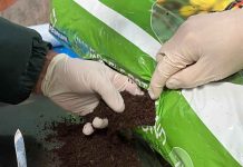 SAG aumenta inspecciones de productos silvoagropecuarios en puertos de Biobío SAG aumenta inspecciones de productos silvoagropecuarios en puertos de Biobío