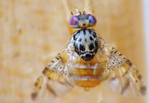 SAG descarta que las recientes lluvias impliquen un mayor riesgo de proliferación de la mosca de la fruta SAG descarta que las recientes lluvias impliquen un mayor riesgo de proliferación de la mosca de la fruta