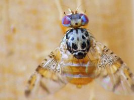 SAG descarta que las recientes lluvias impliquen un mayor riesgo de proliferación de la mosca de la fruta