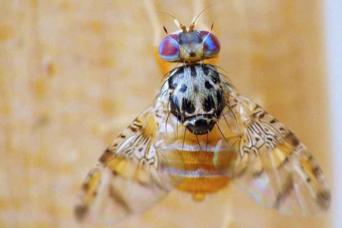 SAG descarta que las recientes lluvias impliquen un mayor riesgo de proliferación de la mosca de la fruta
