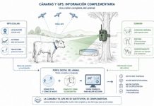 Cámaras en el campo: cómo la inteligencia artificial nos ayuda a cuidar mejor del ganado y la fauna Cámaras en el campo: cómo la inteligencia artificial nos ayuda a cuidar mejor del ganado y la fauna