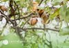 Interborders y el Boom de los Frutos Secos: desafíos en la logística internacional Interborders y el Boom de los exportadores de frutos secos: desafíos en la logística internacional