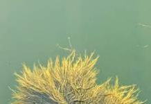Bioestimulante a base del alga Ascophyllum nodosum es innovación para una agricultura más sostenible Bioestimulante a base del alga Ascophyllum nodosum es innovación para una agricultura más sostenible