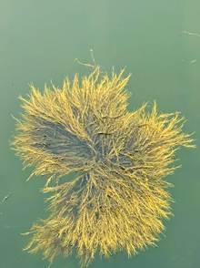 image001 (4) Bioestimulante a base del alga Ascophyllum nodosum es innovación para una agricultura más sostenible