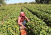 Investigadores chilenos desarrollan innovador sistema biológico para extender la vida útil de la frutilla investigadores chilenos desarrollan innovador sistema biológico para extender la vida útil de la frutilla