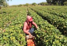 Investigadores chilenos desarrollan innovador sistema biológico para extender la vida útil de la frutilla investigadores chilenos desarrollan innovador sistema biológico para extender la vida útil de la frutilla