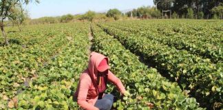 Investigadores chilenos desarrollan innovador sistema biológico para extender la vida útil de la frutilla investigadores chilenos desarrollan innovador sistema biológico para extender la vida útil de la frutilla