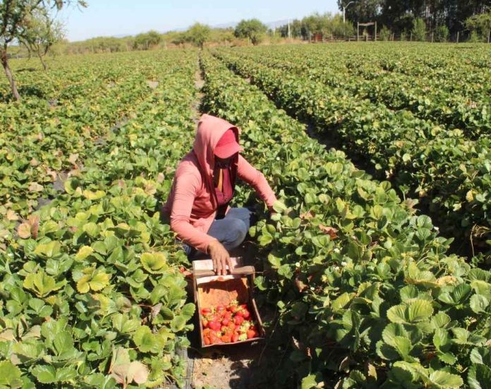 investigadores chilenos desarrollan innovador sistema biológico para extender la vida útil de la frutilla investigadores chilenos desarrollan innovador sistema biológico para extender la vida útil de la frutilla
