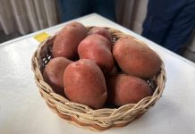 SAG presentó nueva normativa sobre comercialización de semilla corriente a más de 80 productores/as de papa de la provincia de Arauco SAG presentó nueva normativa sobre comercialización de semilla corriente a más de 80 productores/as de papa de la provincia de Arauco