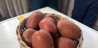 SAG presentó nueva normativa sobre comercialización de semilla corriente a más de 80 productores/as de papa de la provincia de Arauco SAG presentó nueva normativa sobre comercialización de semilla corriente a más de 80 productores/as de papa de la provincia de Arauco