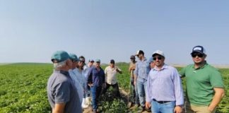 Reportaje | Estados Unidos: Compradores internacionales evalúan la oferta de papa semilla y Uruguay participa de una misión comercial Reportaje | Estados Unidos: Compradores internacionales evalúan la oferta de papa semilla y Uruguay participa de una misión comercial
