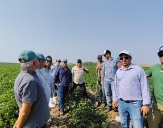 Reportaje | Estados Unidos: Compradores internacionales evalúan la oferta de papa semilla y Uruguay participa de una misión comercial Reportaje | Estados Unidos: Compradores internacionales evalúan la oferta de papa semilla y Uruguay participa de una misión comercial