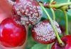 Aceite de semillas de uva ozonizado: la apuesta del Maule para proteger las cerezas de los hongos Aceite de semillas de uva ozonizado: la apuesta del Maule para proteger las cerezas de los hongos