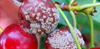 Aceite de semillas de uva ozonizado: la apuesta del Maule para proteger las cerezas de los hongos Aceite de semillas de uva ozonizado: la apuesta del Maule para proteger las cerezas de los hongos
