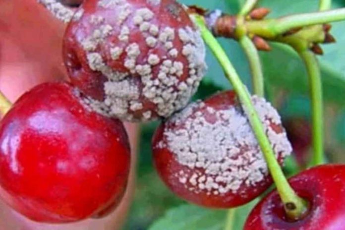 Aceite de semillas de uva ozonizado la apuesta del Maule para proteger las cerezas de los hongos Aceite de semillas de uva ozonizado: la apuesta del Maule para proteger las cerezas de los hongos