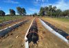 Reportaje | Adelantar la cosecha en sandía en el secano costero: equipo UOH evalúa portainjertos y el uso de microtúneles para cosechar sandías en noviembre Adelantar la cosecha en sandía en el secano costero