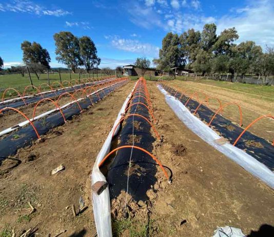 Adelantar la cosecha en sandía en el secano costero