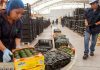 América Latina frena en 2026: el agro gana peso ante el menor crecimiento