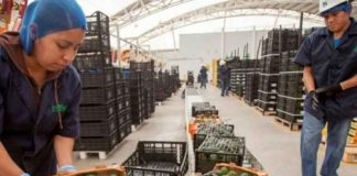 América Latina frena en 2026: el agro gana peso ante el menor crecimiento América Latina frena en 2026: el agro gana peso ante el menor crecimiento