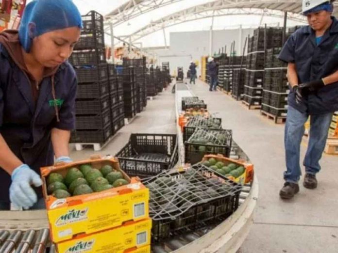 América Latina frena en 2026 el agro gana peso ante el menor crecimiento América Latina frena en 2026: el agro gana peso ante el menor crecimiento