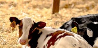 Apoyarán a 17 productores lecheros de Ñuble para incorporar tecnología y fortalecer el sector Apoyarán a 17 productores lecheros de Ñuble para incorporar tecnología y fortalecer el sector