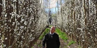 Argentina | No quería seguir produciendo peras, pero no sabía con qué reemplazarlas: un viaje a Italia le dio la respuesta y su negocio en la Patagonia cambió para siempre Argentina | No quería seguir produciendo peras, pero no sabía con qué reemplazarlas: un viaje a Italia le dio la respuesta y su negocio en la Patagonia cambió para siempre