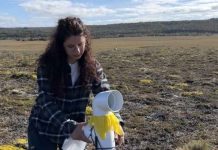 Argentina y Chile unen fuerzas contra una maleza invasora: las plantas con flores que ponen en riesgo a pastizales y ecosistemas en la Patagonia