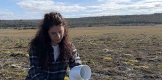 Argentina y Chile unen fuerzas contra una maleza invasora: las plantas con flores que ponen en riesgo a pastizales y ecosistemas en la Patagonia