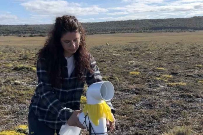 Argentina y Chile unen fuerzas contra una maleza invasora las plantas con flores que ponen en riesgo a pastizales y ecosistemas en la Patagonia Argentina y Chile unen fuerzas contra una maleza invasora: las plantas con flores que ponen en riesgo a pastizales y ecosistemas en la Patagonia