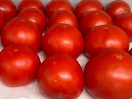 Australia | Los tomates obtienen un sabor mejorado del compost de los contenedores verdes.