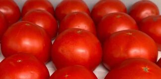 Australia | Los tomates obtienen un sabor mejorado del compost de los contenedores verdes.