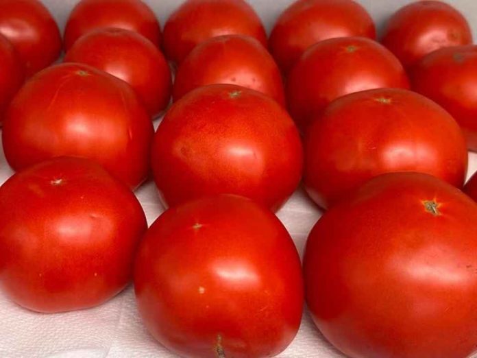 Australia | Los tomates obtienen un sabor mejorado del compost de los contenedores verdes.