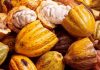 Brasil | El cacao de Brasil se prepara para Europa: 96% del área ya cumple las condiciones Brasil | El cacao de Brasil se prepara para Europa: 96% del área ya cumple las condiciones