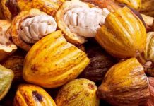 Brasil | El cacao de Brasil se prepara para Europa: 96% del área ya cumple las condiciones Brasil | El cacao de Brasil se prepara para Europa: 96% del área ya cumple las condiciones