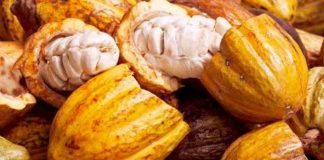 Brasil | El cacao de Brasil se prepara para Europa: 96% del área ya cumple las condiciones Brasil | El cacao de Brasil se prepara para Europa: 96% del área ya cumple las condiciones