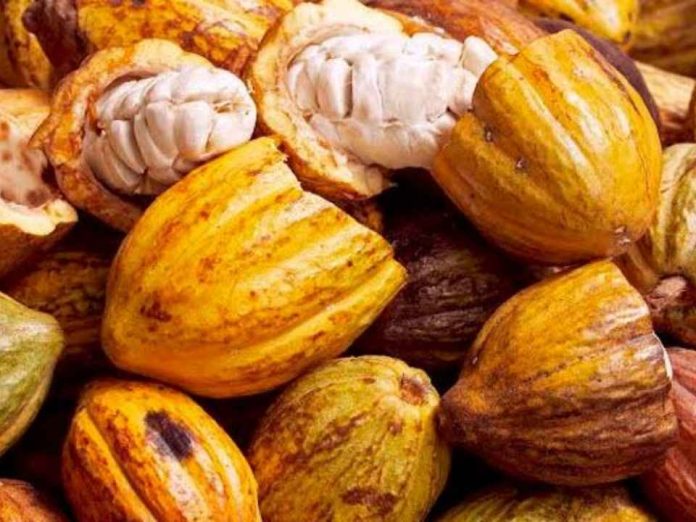 Brasil El cacao de Brasil se prepara para Europa 96% del área ya cumple las condiciones Brasil | El cacao de Brasil se prepara para Europa: 96% del área ya cumple las condiciones