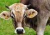 Brasil | La Unión Europea suspende las importaciones de carne de Brasil por razones sanitarias