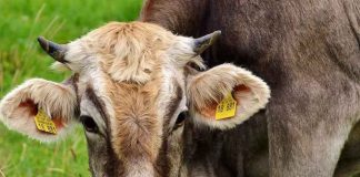 Brasil | La Unión Europea suspende las importaciones de carne de Brasil por razones sanitarias