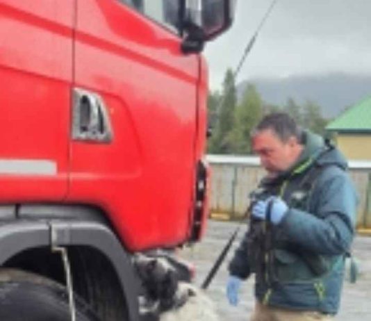 Brigada Canina del SAG interceptó más de 13 kg de productos de riesgo ocultos en camión procedente de Brasil Brigada Canina del SAG interceptó más de 13 kg de productos de riesgo ocultos en camión procedente de Brasil