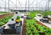 Bruselas sitúa la IA y la robótica entre sus prioridades para transformar el sector agroalimentario Bruselas sitúa la IA y la robótica entre sus prioridades para transformar el sector agroalimentario