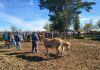 Burros guardianes y nuevas tecnologías buscan reducir el impacto de perros asilvestrados Burros guardianes y nuevas tecnologías buscan reducir el impacto de perros asilvestrados