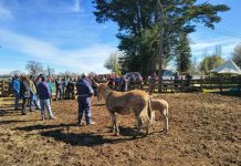 Burros guardianes y nuevas tecnologías buscan reducir el impacto de perros asilvestrados Burros guardianes y nuevas tecnologías buscan reducir el impacto de perros asilvestrados