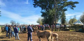 Burros guardianes y nuevas tecnologías buscan reducir el impacto de perros asilvestrados