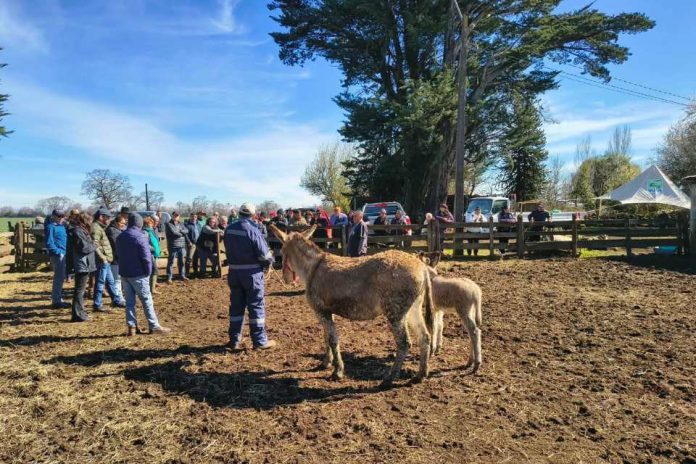 Burros guardianes y nuevas tecnologías buscan reducir el impacto de perros asilvestrados Burros guardianes y nuevas tecnologías buscan reducir el impacto de perros asilvestrados