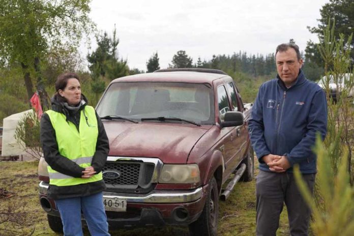 CONAF y CORMA fortalecen a pequeños propietarios forestales con donación de 18 mil plantas en Ñuble